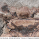 Illustration for article titled Incredible fossil discovery reveals a brain that's over half a billion years old